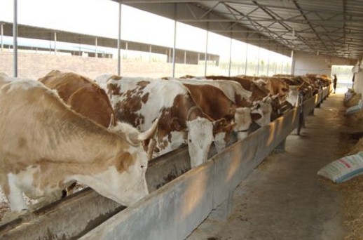 新疆呼图壁种牛场增资扩股项目