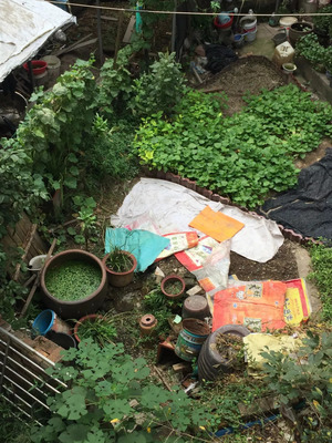 爆料:东阳某小区住户擅自搭棚养鸡鸭,气味令人窒息